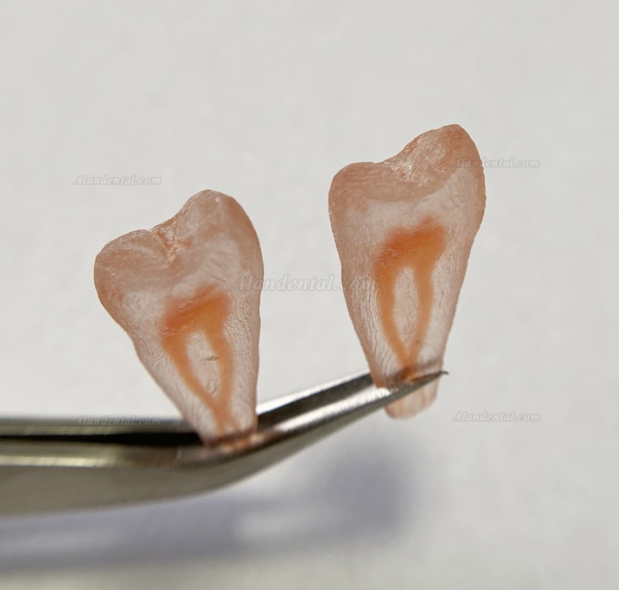 12Pcs Molar Incisor Cuspid Teeth Model Dental Endo Files Path Practise 3D Simulation Teeth Replicas